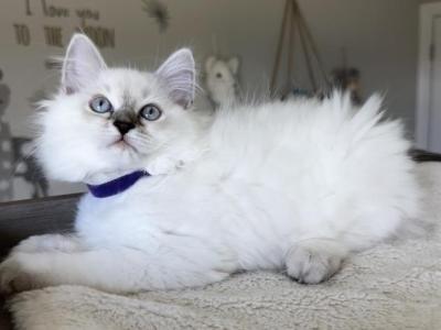 Scarlett - Ragdoll - Gallery Photo #1