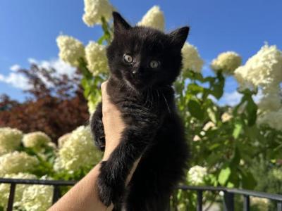 Pixie - Domestic - Gallery Photo #1