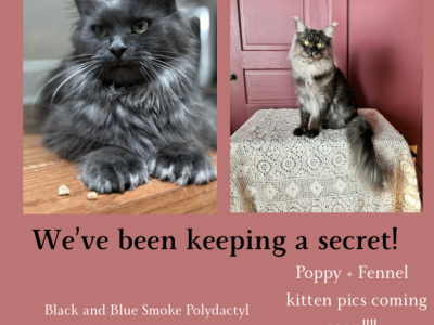 Black And Blue Smoke - Maine Coon - Gallery Photo #1