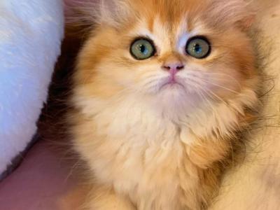 MIU - British Shorthair - Gallery Photo #1