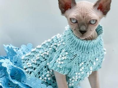 Sam - Sphynx - Gallery Photo #1