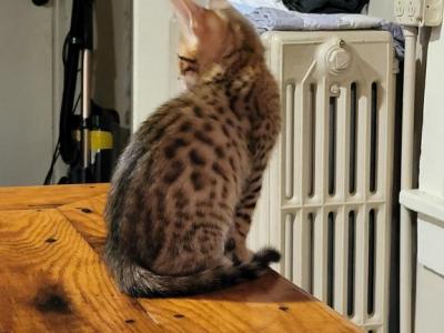 Skye Bengalese Litter - Bengal - Gallery Photo #1