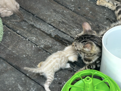 Bengal Litter Total Of 12 - Bengal - Gallery Photo #1