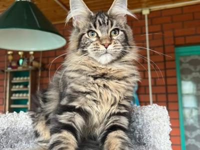 Maine Coon Torbie Female - Maine Coon - Gallery Photo #1