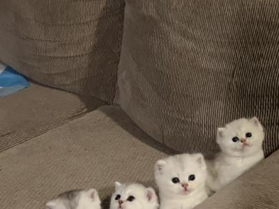 British Silver Chinchilla Kittens - British Shorthair - Gallery Photo #1