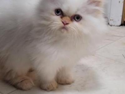 John - Himalayan - Gallery Photo #1