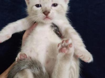 Snow Lynx Bengal Male Kitten For Sale - Bengal - Gallery Photo #1