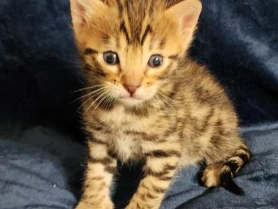 Brown Spotted Bengal Kitten Available - Bengal - Gallery Photo #1