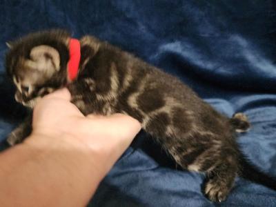 Charcoal Bengal Kitten Available For Sale - Bengal - Gallery Photo #1