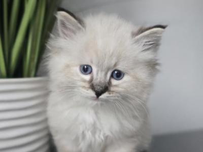 Lovely Boy Lynx - Ragdoll - Gallery Photo #1