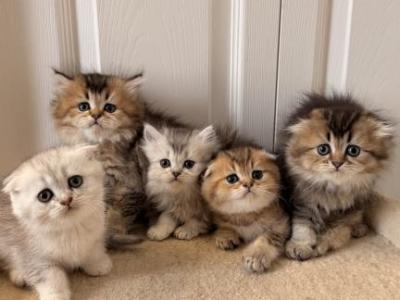 Scottish Fold And Sottish Staright Kittens - Scottish Fold - Gallery Photo #1