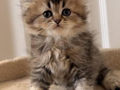 Scottish Fold And Sottish Staright Kittens - Scottish Fold - Gallery Photo #1