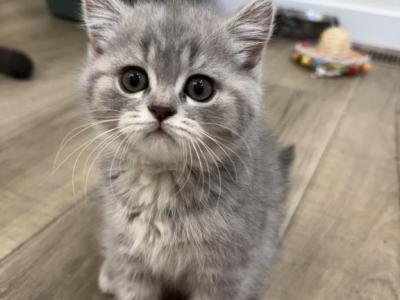 Scottish Fold & Scottish Straight Kittens - Scottish Fold - Gallery Photo #1