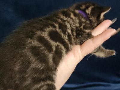 Charcoal Spotted Bengal Kitten Available - Bengal - Gallery Photo #1
