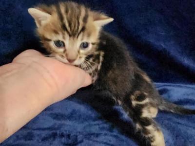 Brown Marble Bengal Kitten For Sale In Florida - Bengal - Gallery Photo #1