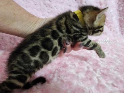Wendy Brown Rosetted Bengal Kitten Female For Sale - Bengal - Gallery Photo #1