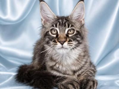 Vulf - Maine Coon - Gallery Photo #1