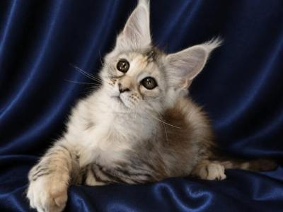 Vlada - Maine Coon - Gallery Photo #1