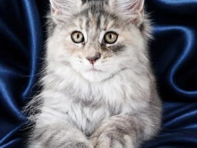 Vicky - Maine Coon - Gallery Photo #1