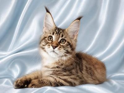 Verona - Maine Coon - Gallery Photo #1