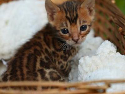 Lollipop - Bengal - Gallery Photo #1