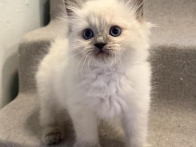 Ragdoll Kitten - Ragdoll - Gallery Photo #1