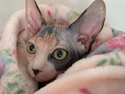 Green Eyed Blue Torti Bambino - Sphynx - Gallery Photo #1