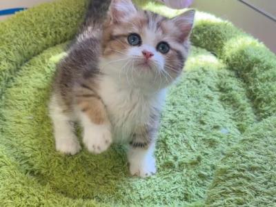 Dandan - Munchkin - Gallery Photo #1