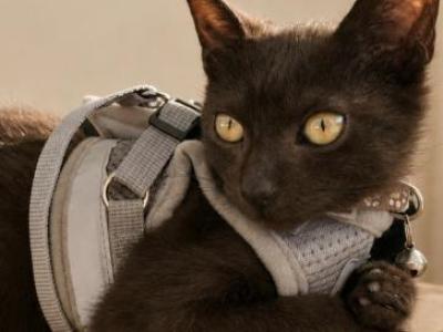 Nyx - Domestic - Gallery Photo #1