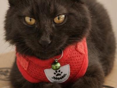Salem - Domestic - Gallery Photo #1