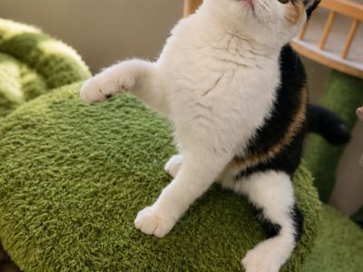 Yumi - British Shorthair - Gallery Photo #1