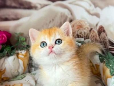 Asol - British Shorthair - Gallery Photo #1