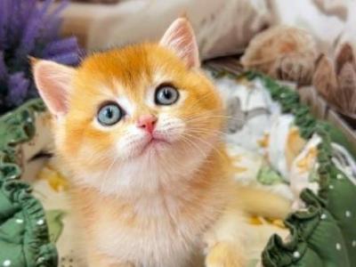 Atlas - British Shorthair - Gallery Photo #1