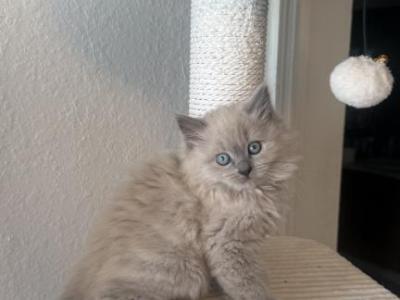 Miso - Ragdoll - Gallery Photo #1
