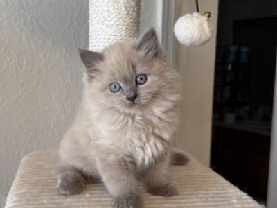 Mochi - Ragdoll - Gallery Photo #1