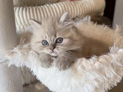 Toby - Ragdoll - Gallery Photo #1