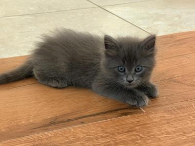Maximus Decimus Meridius - Maine Coon - Gallery Photo #1