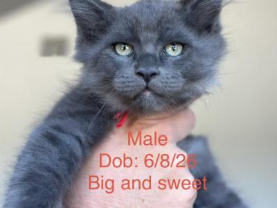 Blues - Maine Coon - Gallery Photo #1