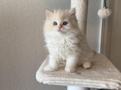Milo - Ragdoll - Gallery Photo #1