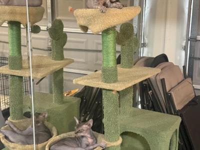 Mother And Daughter - Sphynx - Gallery Photo #1