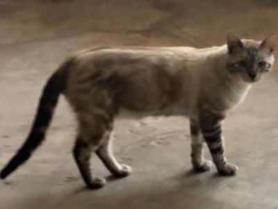Hank - Bengal - Gallery Photo #1