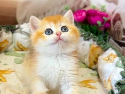 Ameli - British Shorthair - Gallery Photo #1