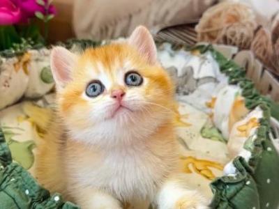 Adel - British Shorthair - Gallery Photo #1