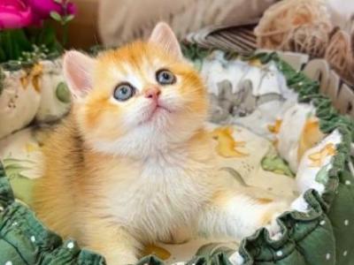 Adel - British Shorthair - Gallery Photo #1