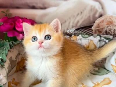 Asol - British Shorthair - Gallery Photo #1