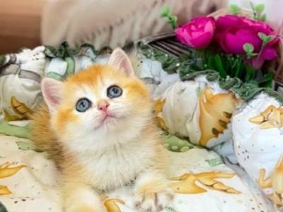 Ameli - British Shorthair - Gallery Photo #1