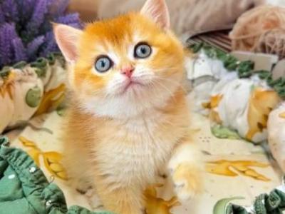 Atlas - British Shorthair - Gallery Photo #1