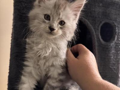 Orion - Maine Coon - Gallery Photo #1