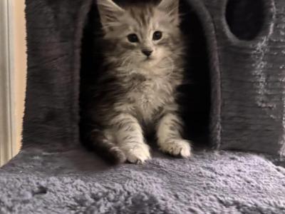 Cosmo - Maine Coon - Gallery Photo #1