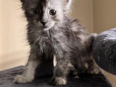 Stella - Maine Coon - Gallery Photo #1